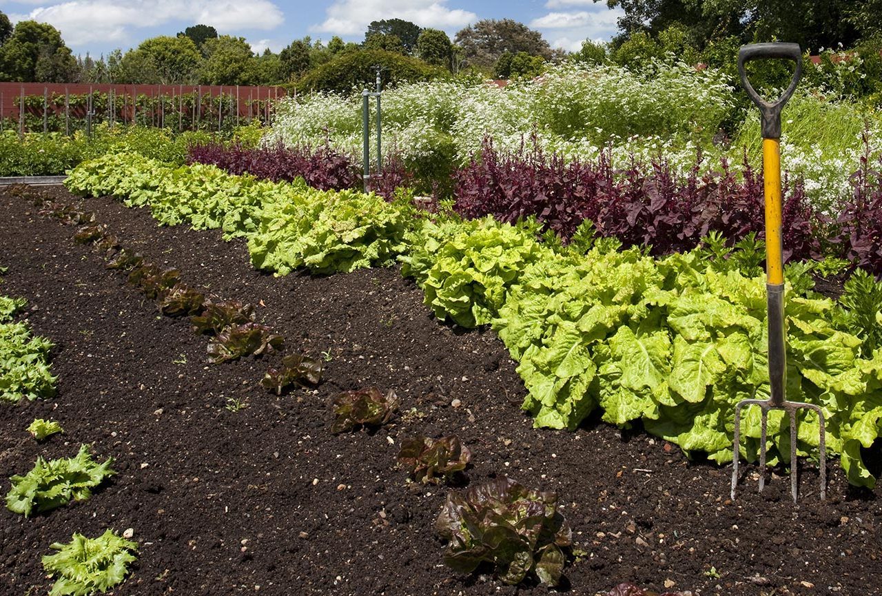 Premium Garden Soil